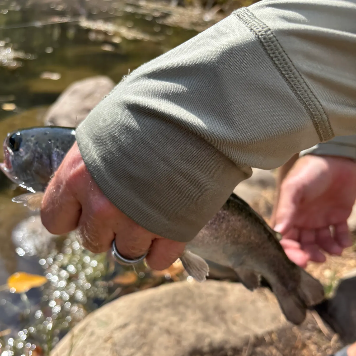 Rainbow trout caught on Fishbrain