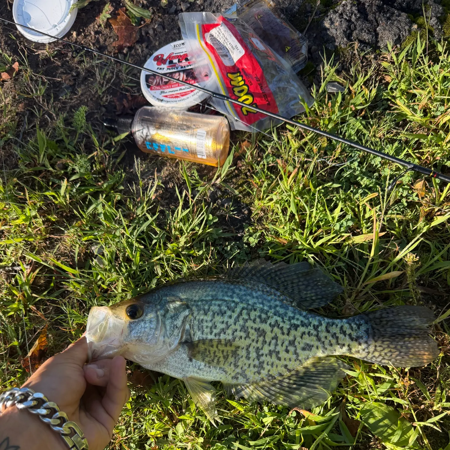 Black crappie caught on Fishbrain