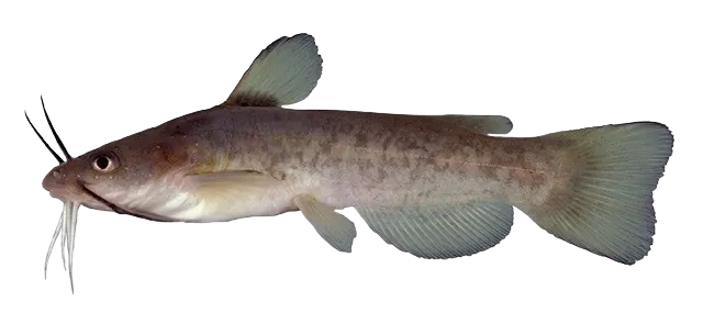 Flat bullhead