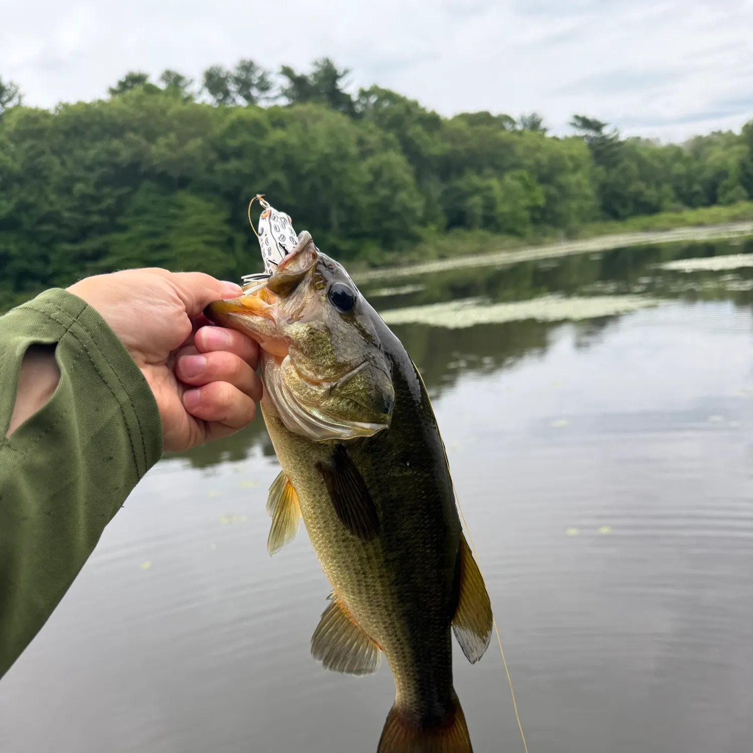 The most recent Largemouth bass catches on Fishbrain