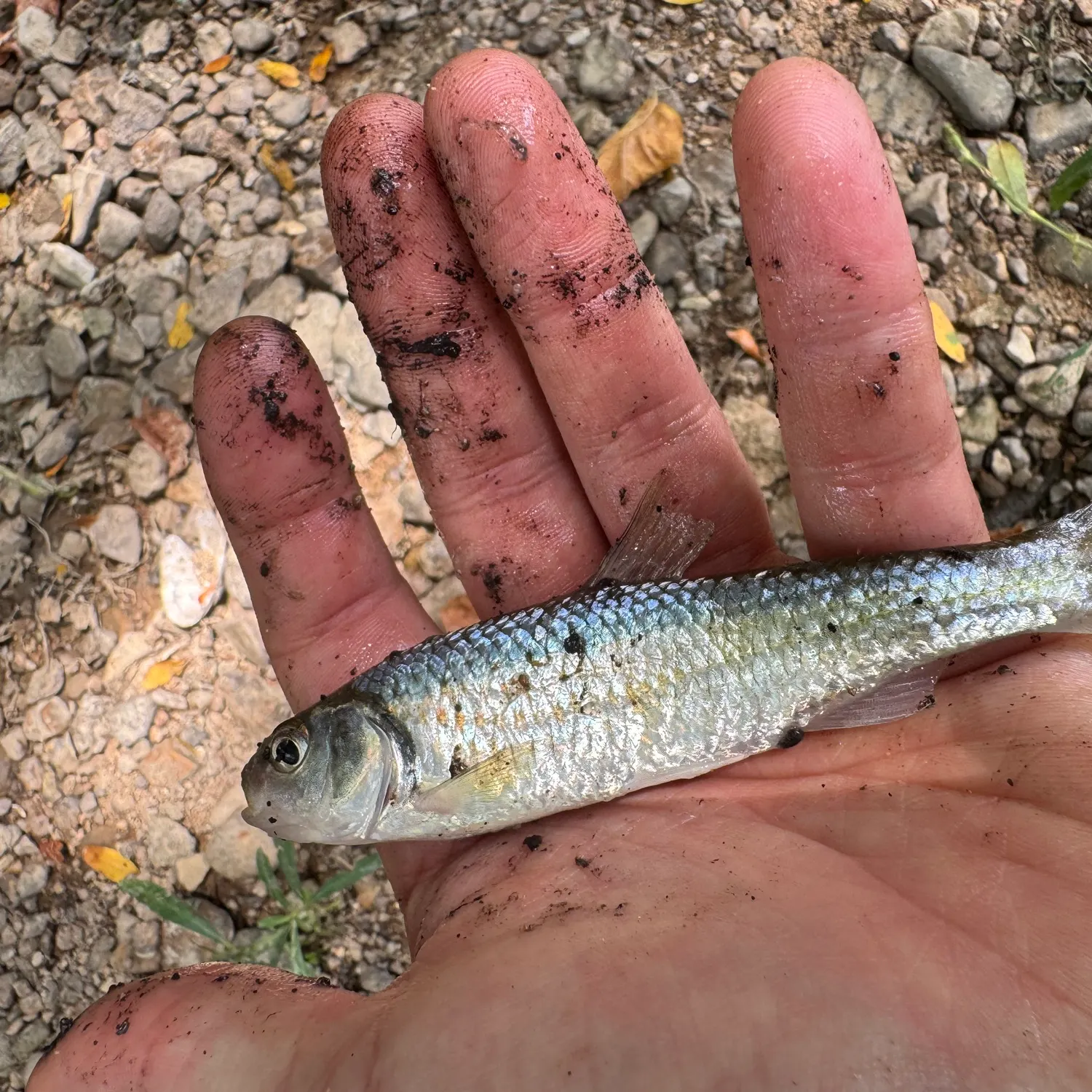 The most recent Striped shiner catches on Fishbrain