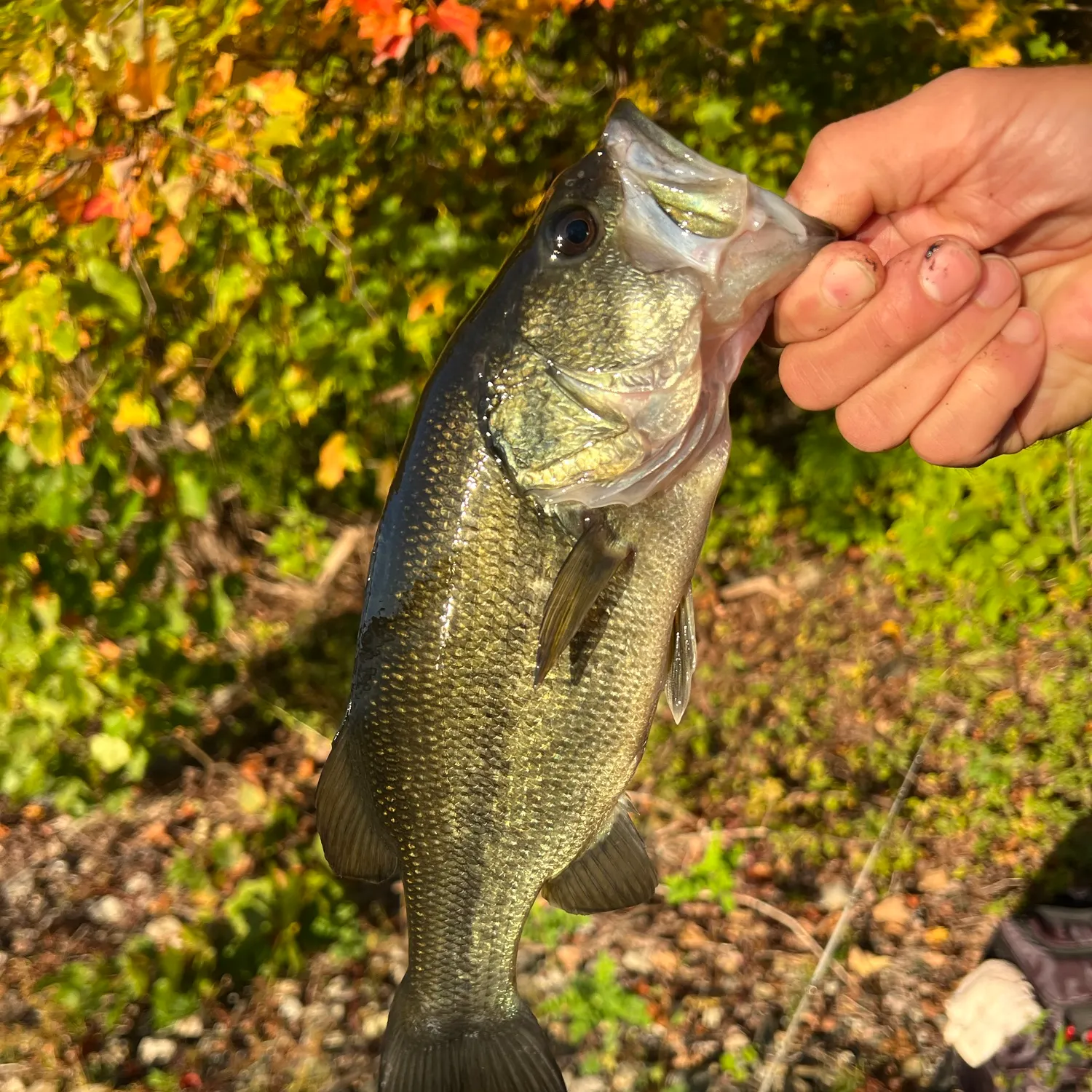 Largemouth bass caught on Fishbrain