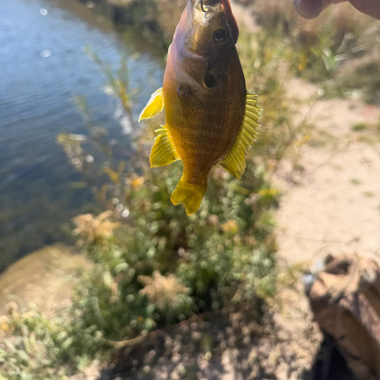 Green sunfish caught on Fishbrain
