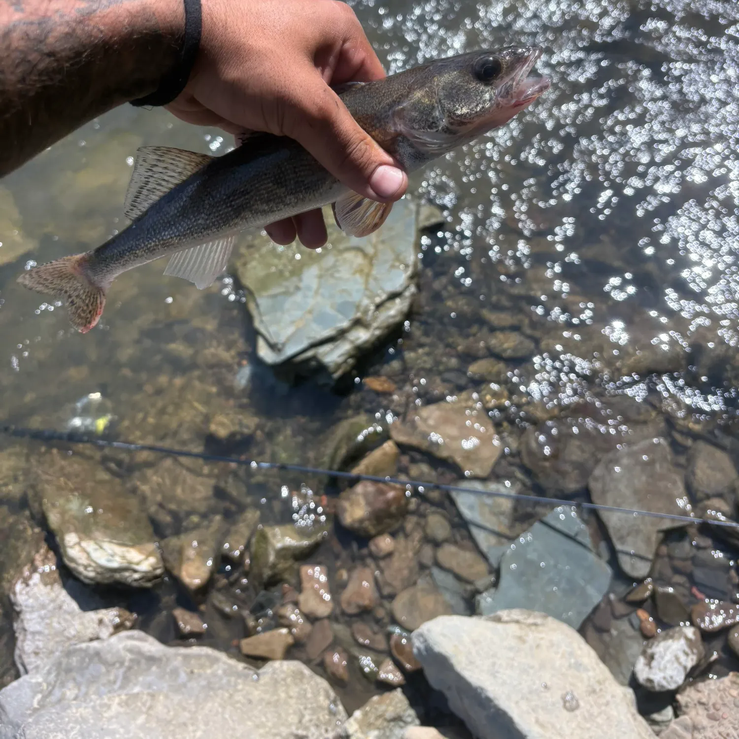 The most recent Sauger catches on Fishbrain