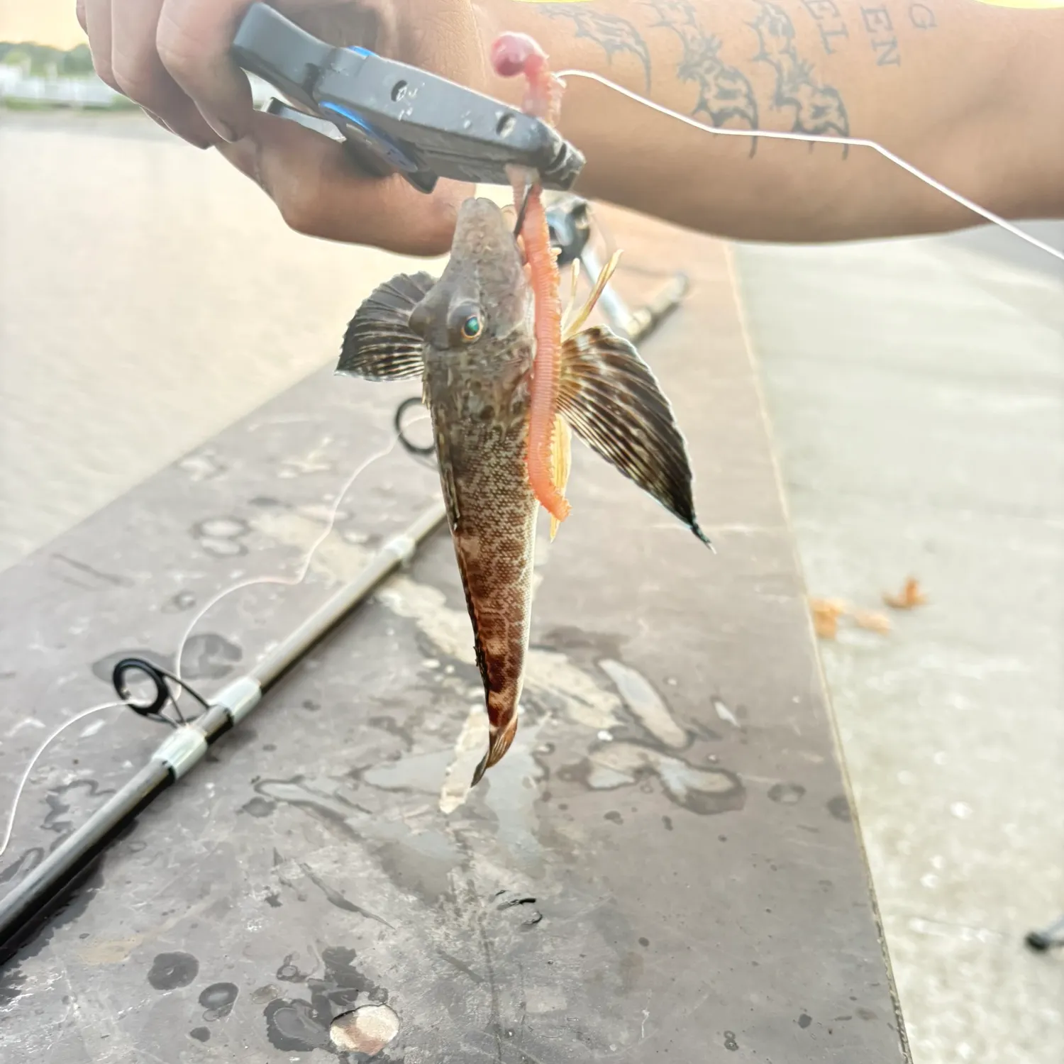 recently logged catches