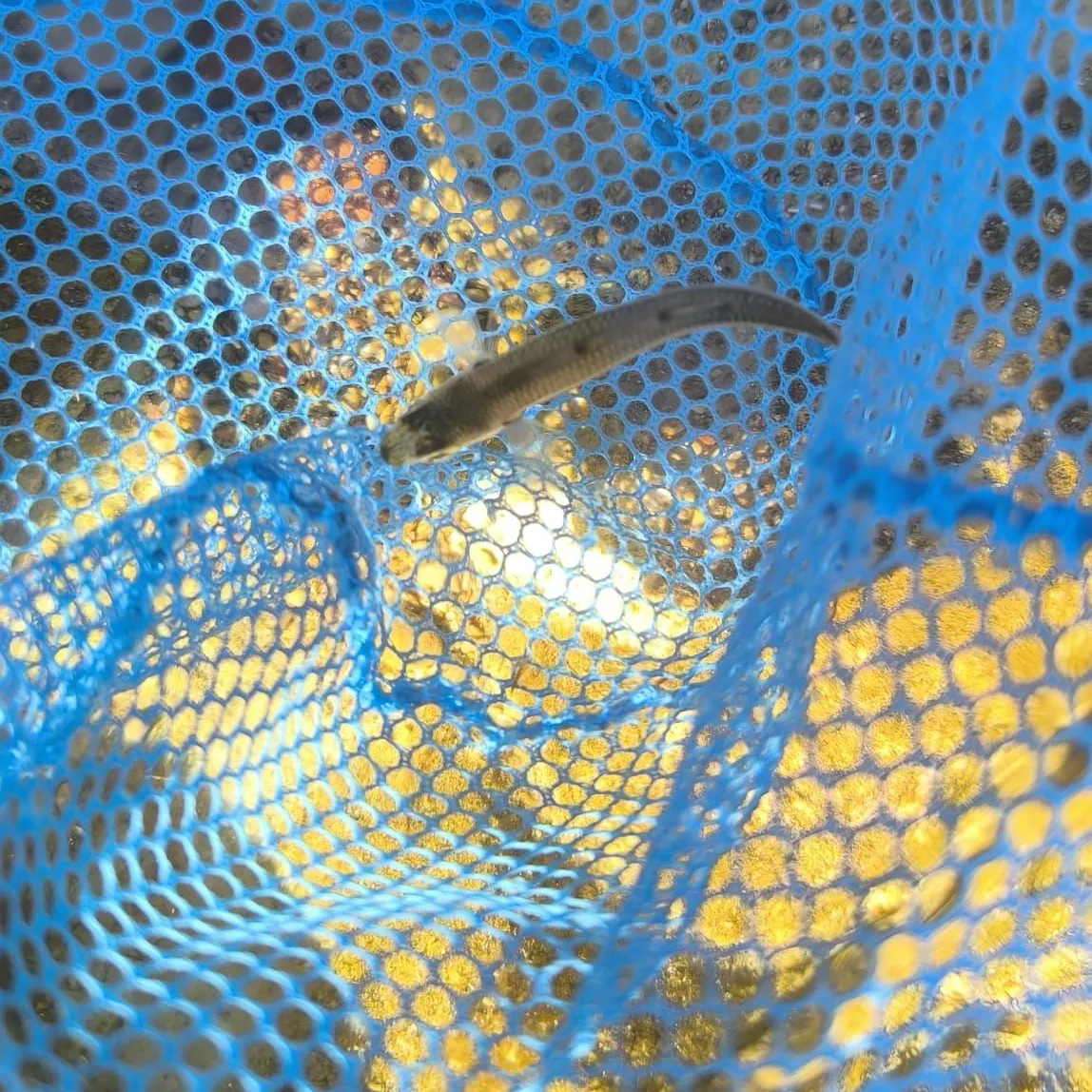 The most recent Striped mullet catches on Fishbrain