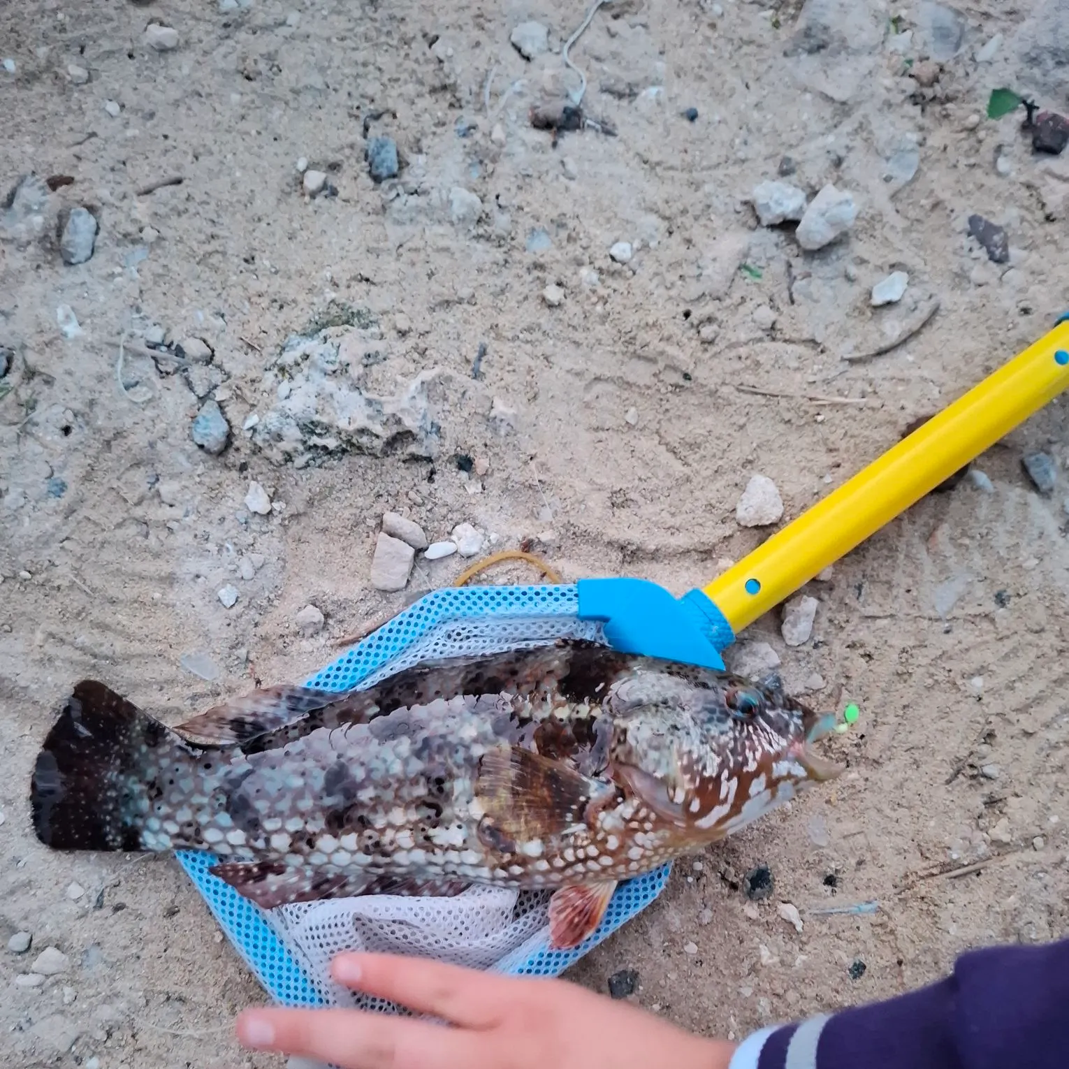 Brownspotted wrasse caught on Fishbrain