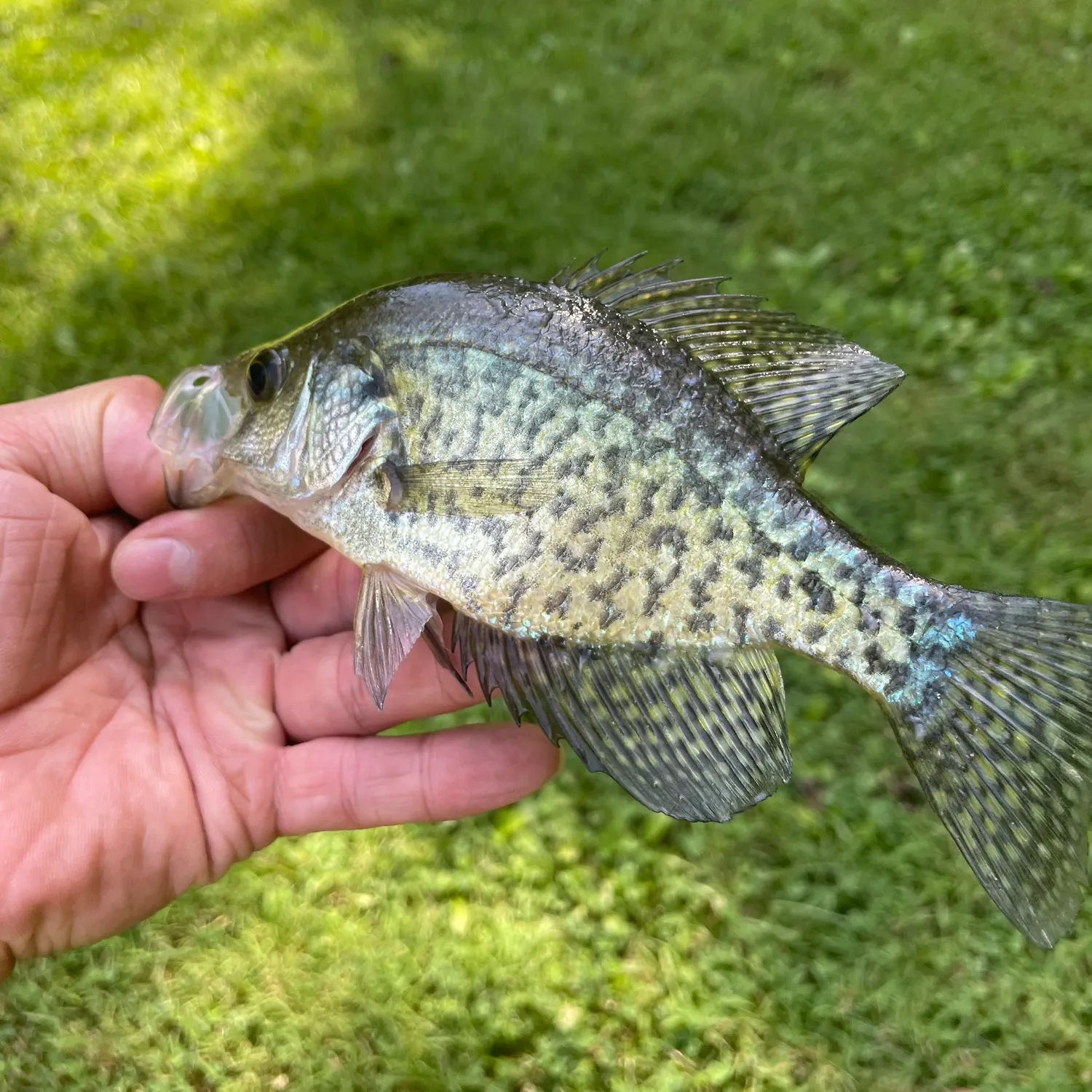 Black crappie caught on Fishbrain