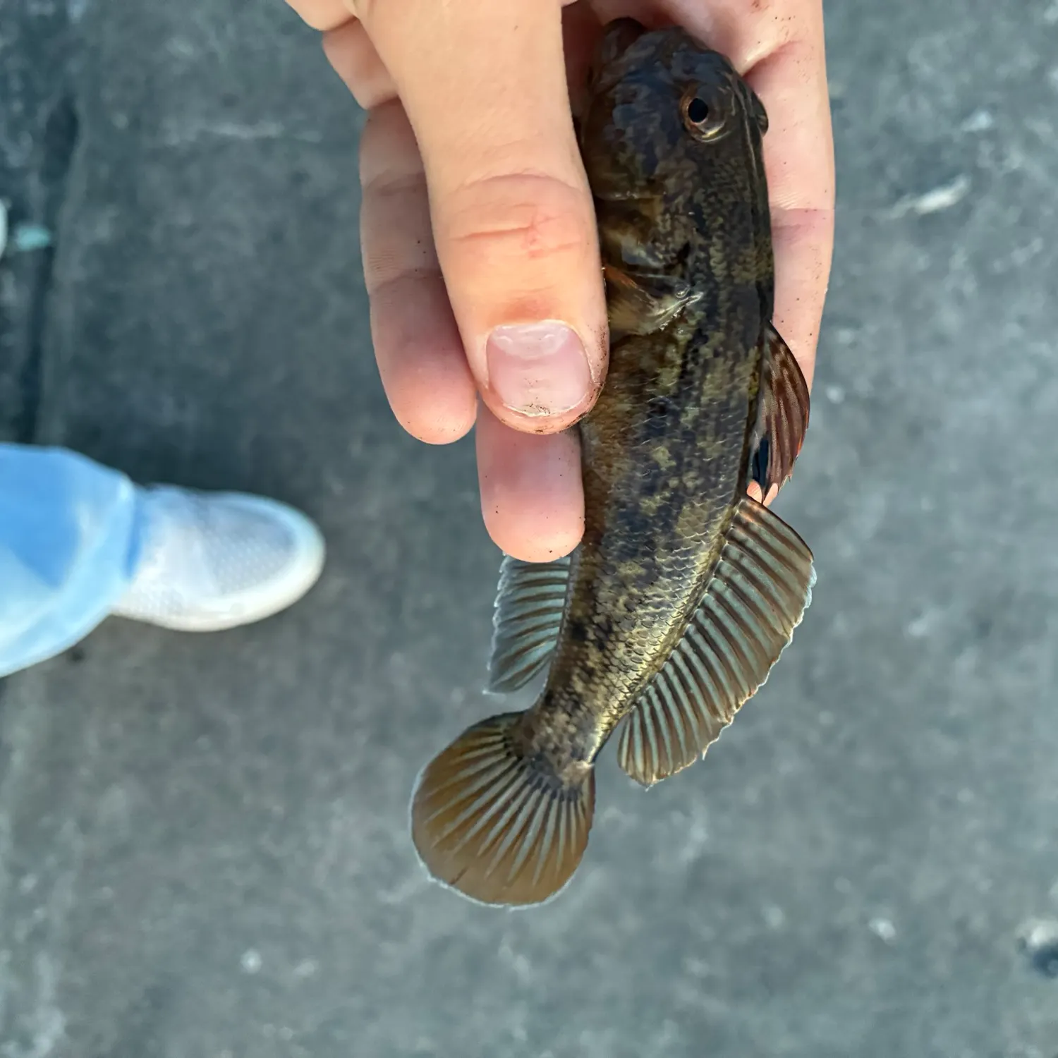 The most recent Round goby catches on Fishbrain