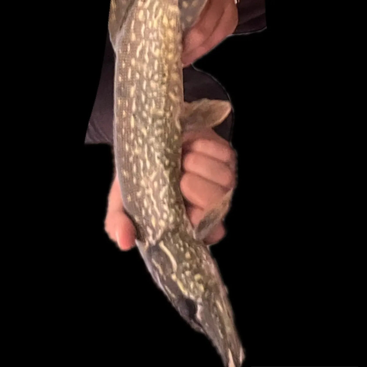 Northern pike caught on Fishbrain
