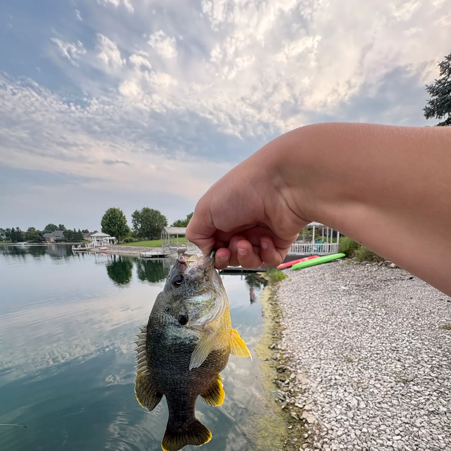 The most recent Pumpkingill hybrid catches on Fishbrain