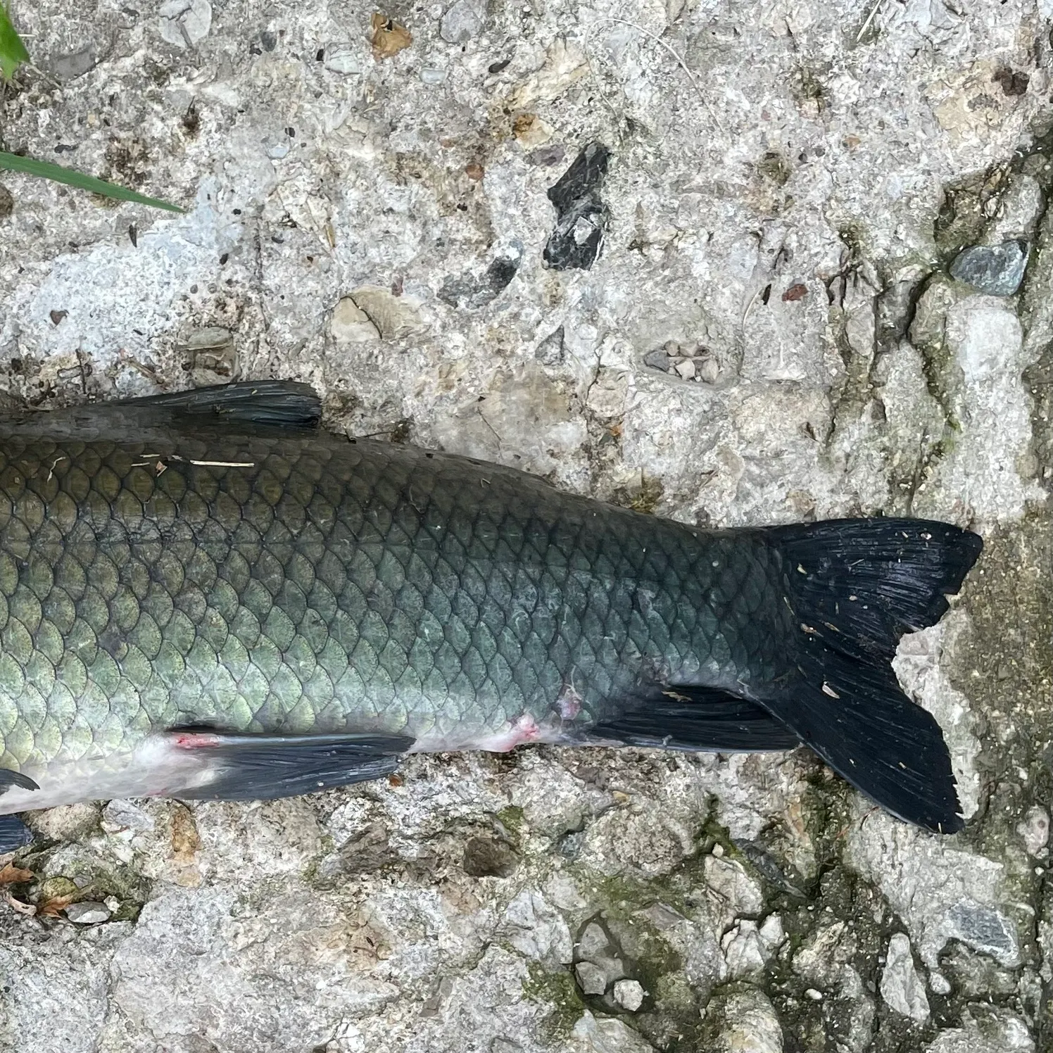 The most recent Bigmouth buffalo catches on Fishbrain