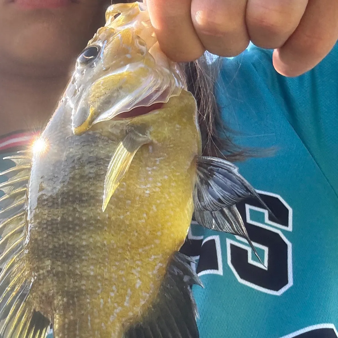 Green sunfish caught on Fishbrain