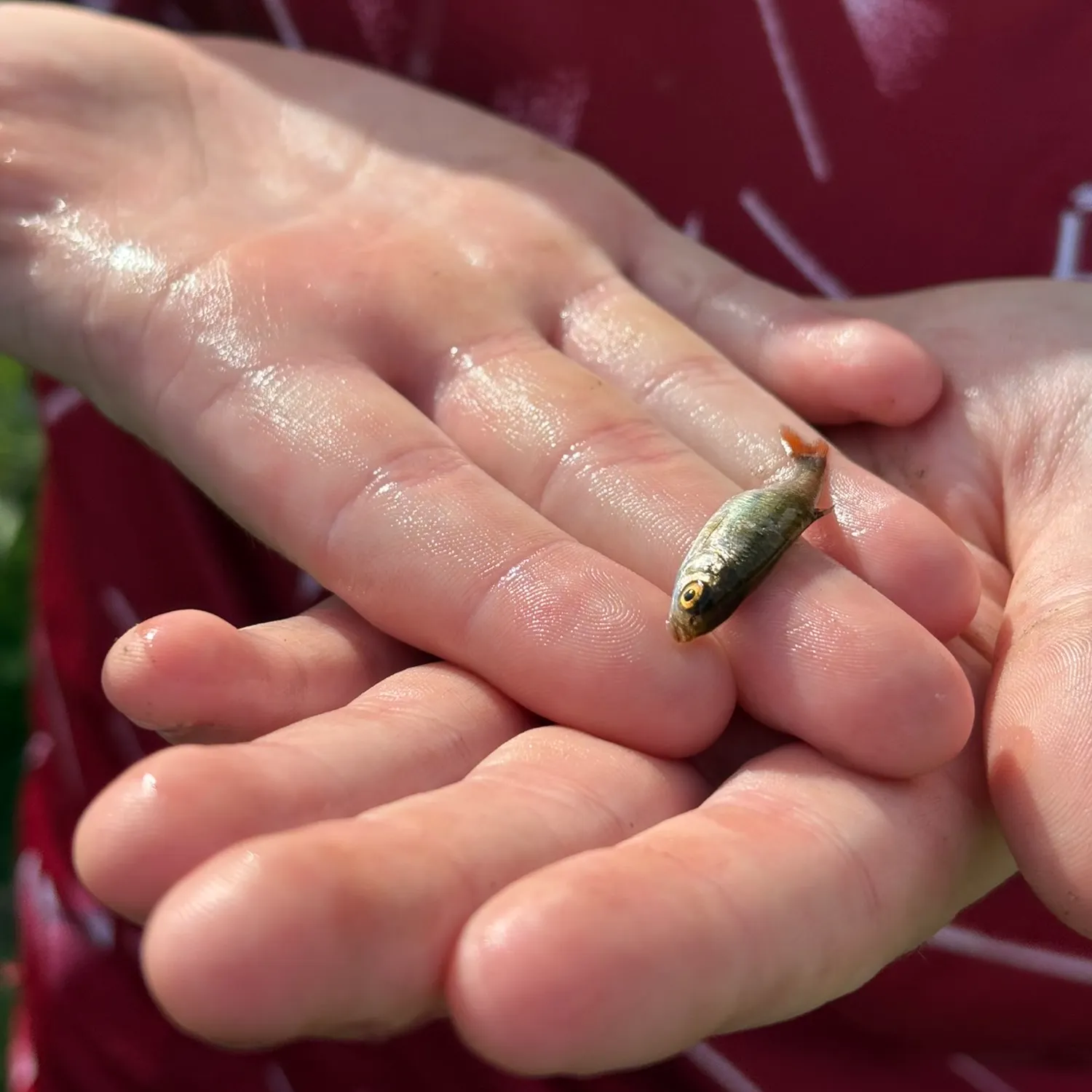 European perch caught on Fishbrain