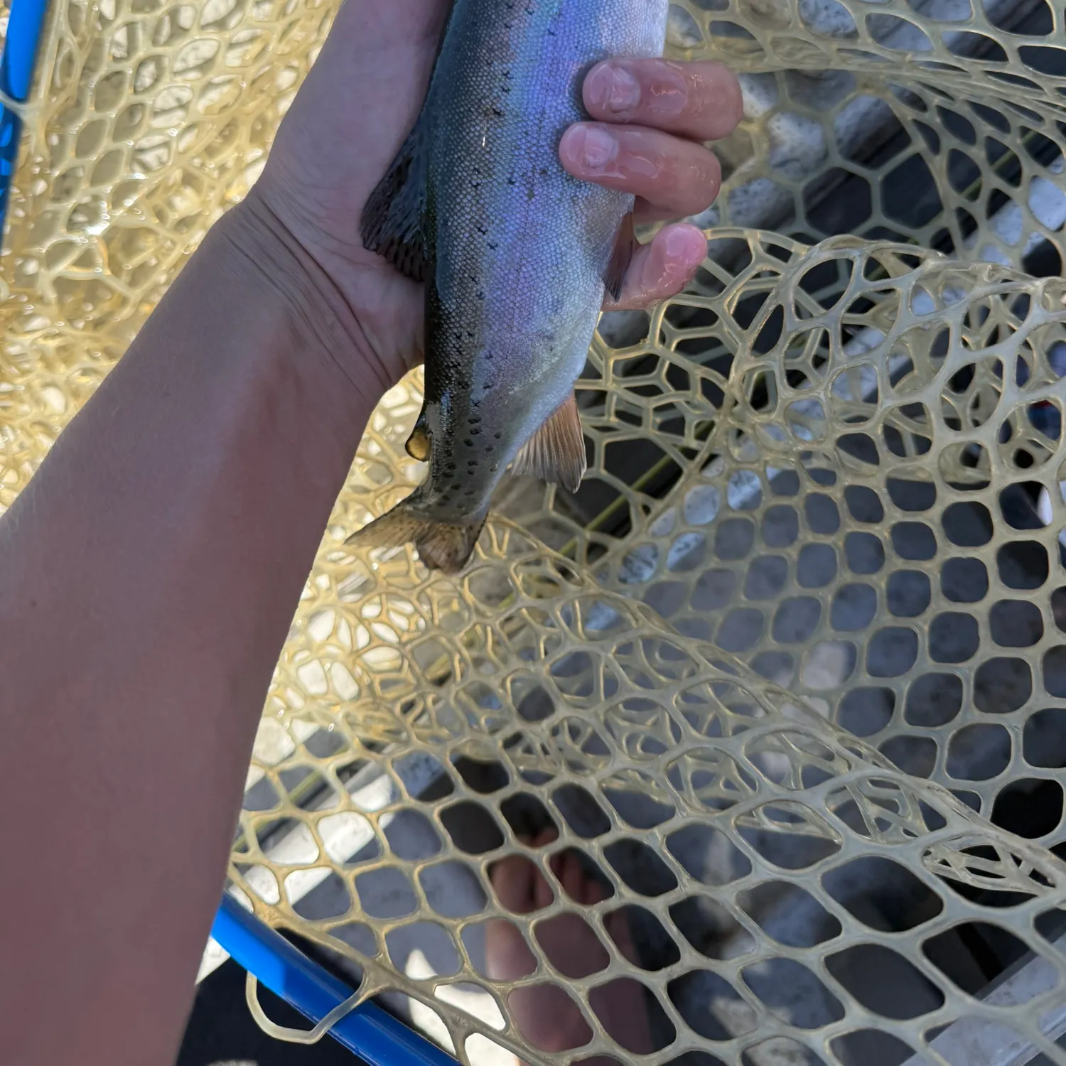 Rainbow trout caught on Fishbrain