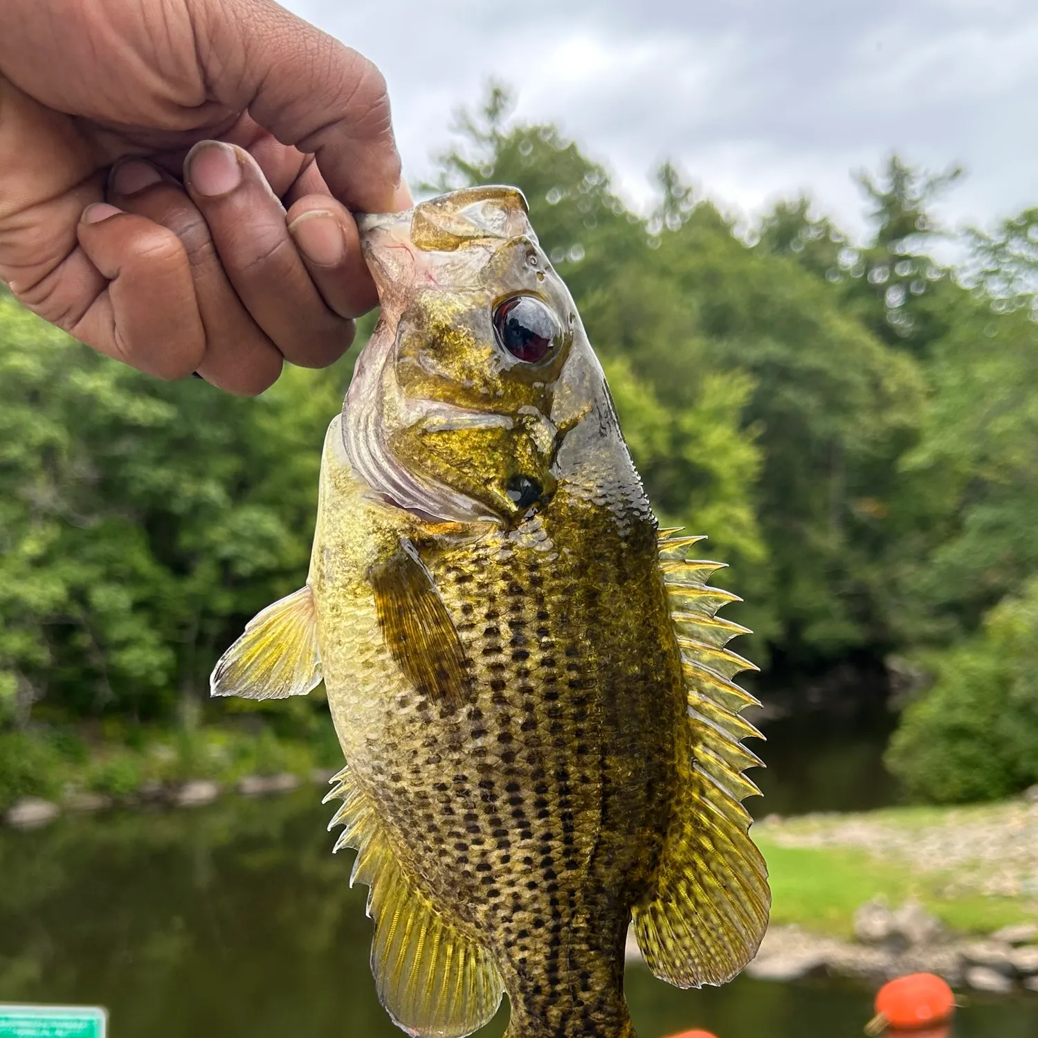 Rock bass caught on Fishbrain