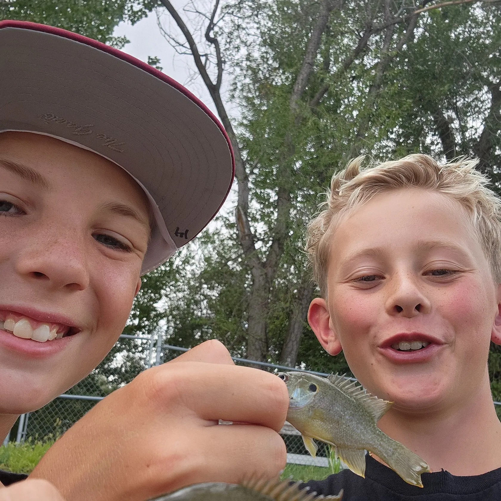 Green sunfish caught on Fishbrain