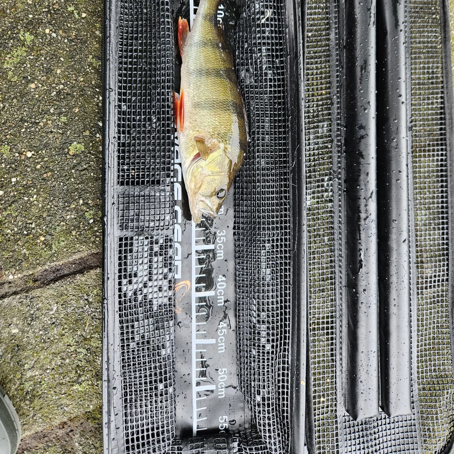 European perch caught on Fishbrain