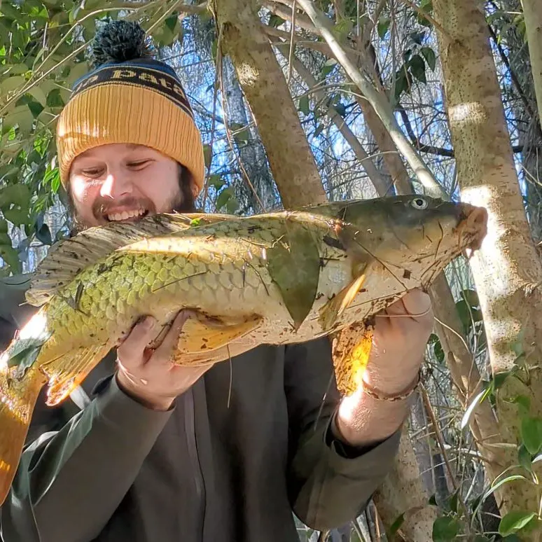 most liked catch image