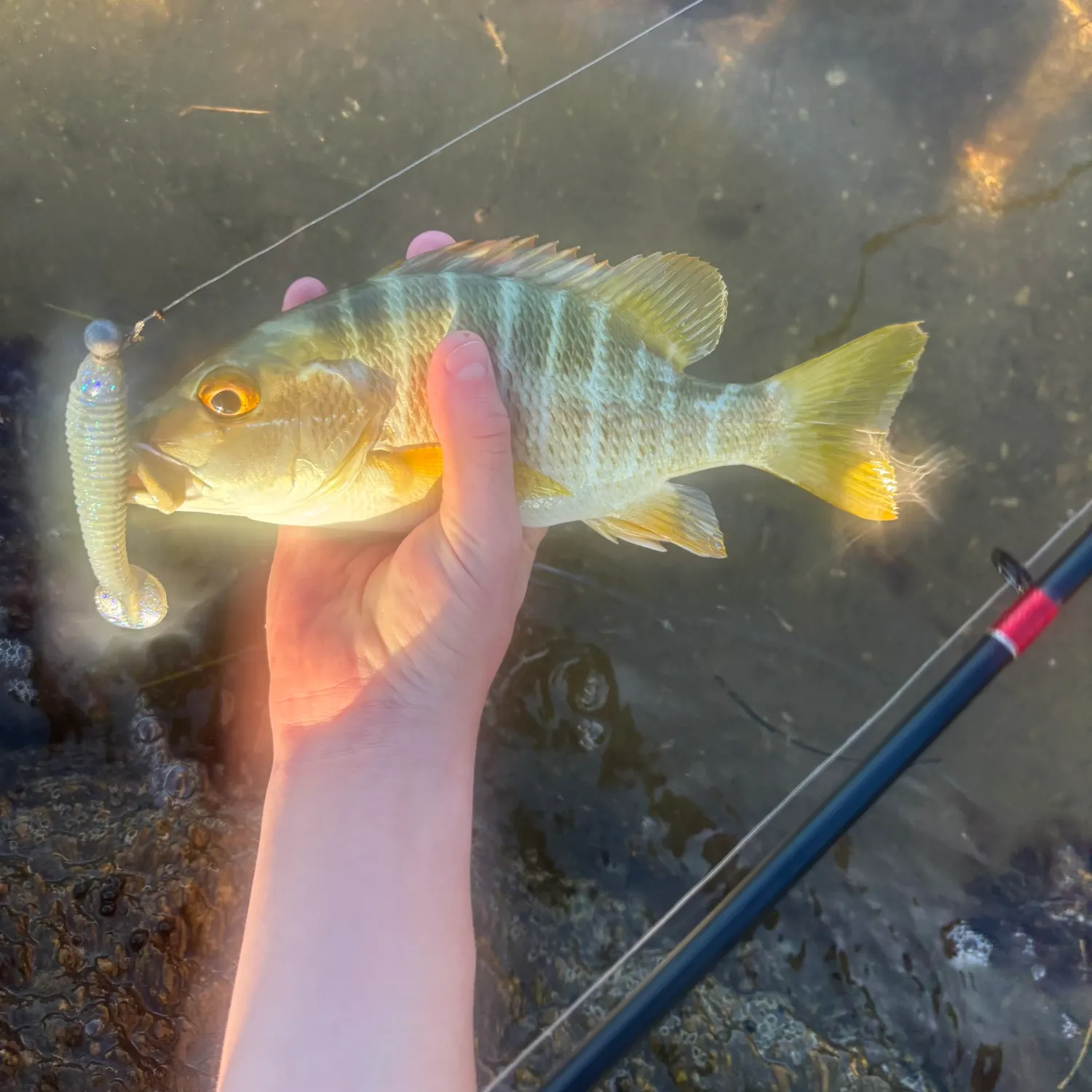 The most recent Schoolmaster snapper catches on Fishbrain