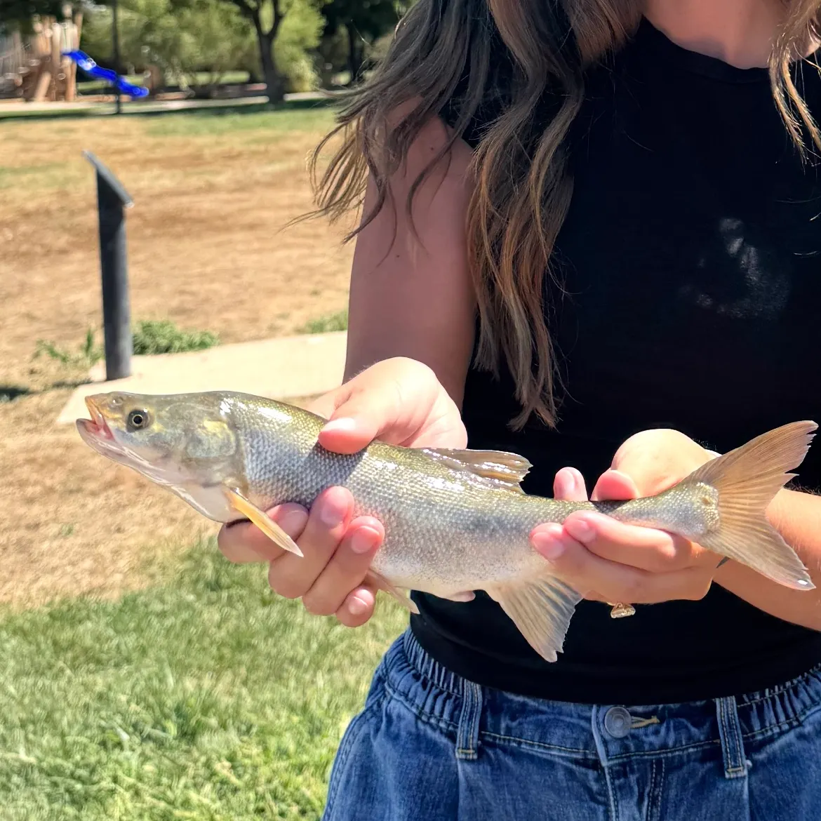 The most recent Virgin chub catches on Fishbrain