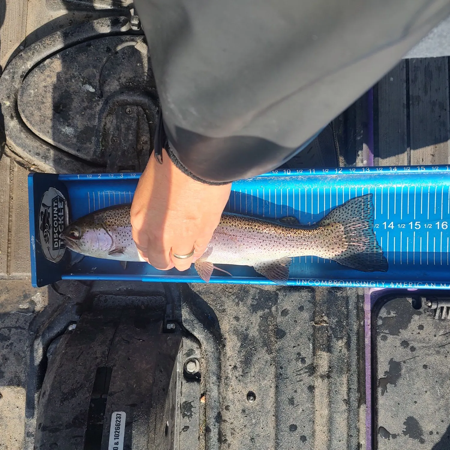 Rainbow trout caught on Fishbrain