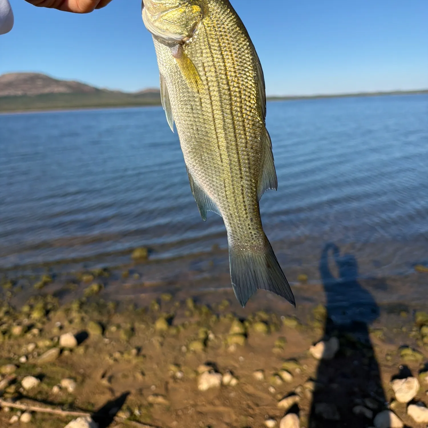 White bass caught on Fishbrain