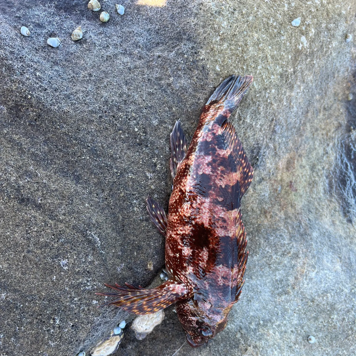The most popular recent Eastern kelpfish catch on Fishbrain