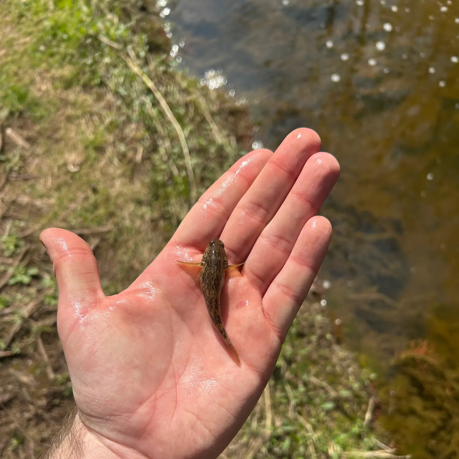 The most recent Round goby catches on Fishbrain