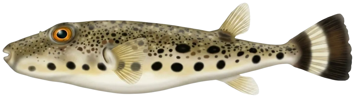 Bandtail puffer