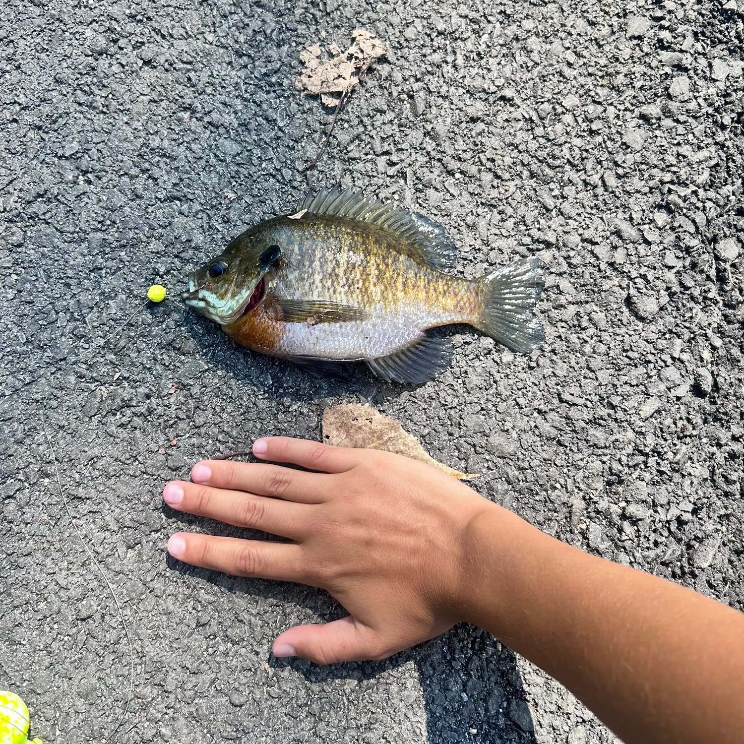 Bluegill caught on Fishbrain