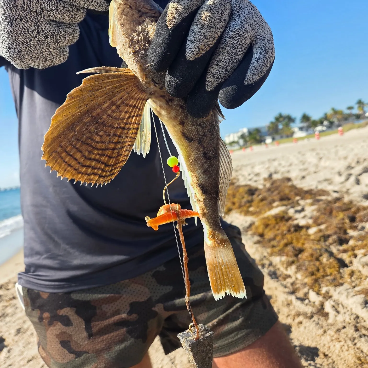 The most recent Northern searobin catches on Fishbrain