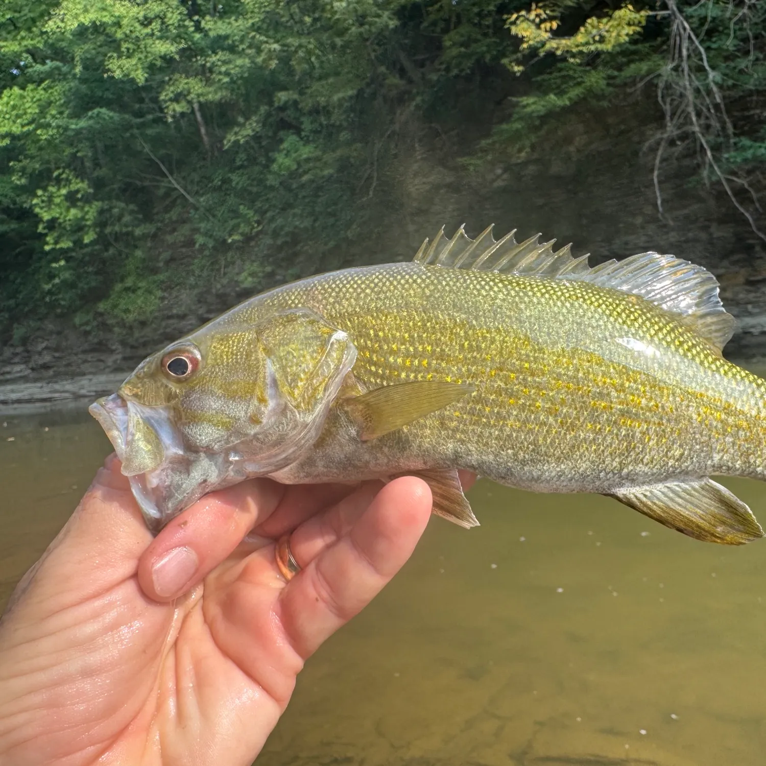 Smallmouth bass caught on Fishbrain