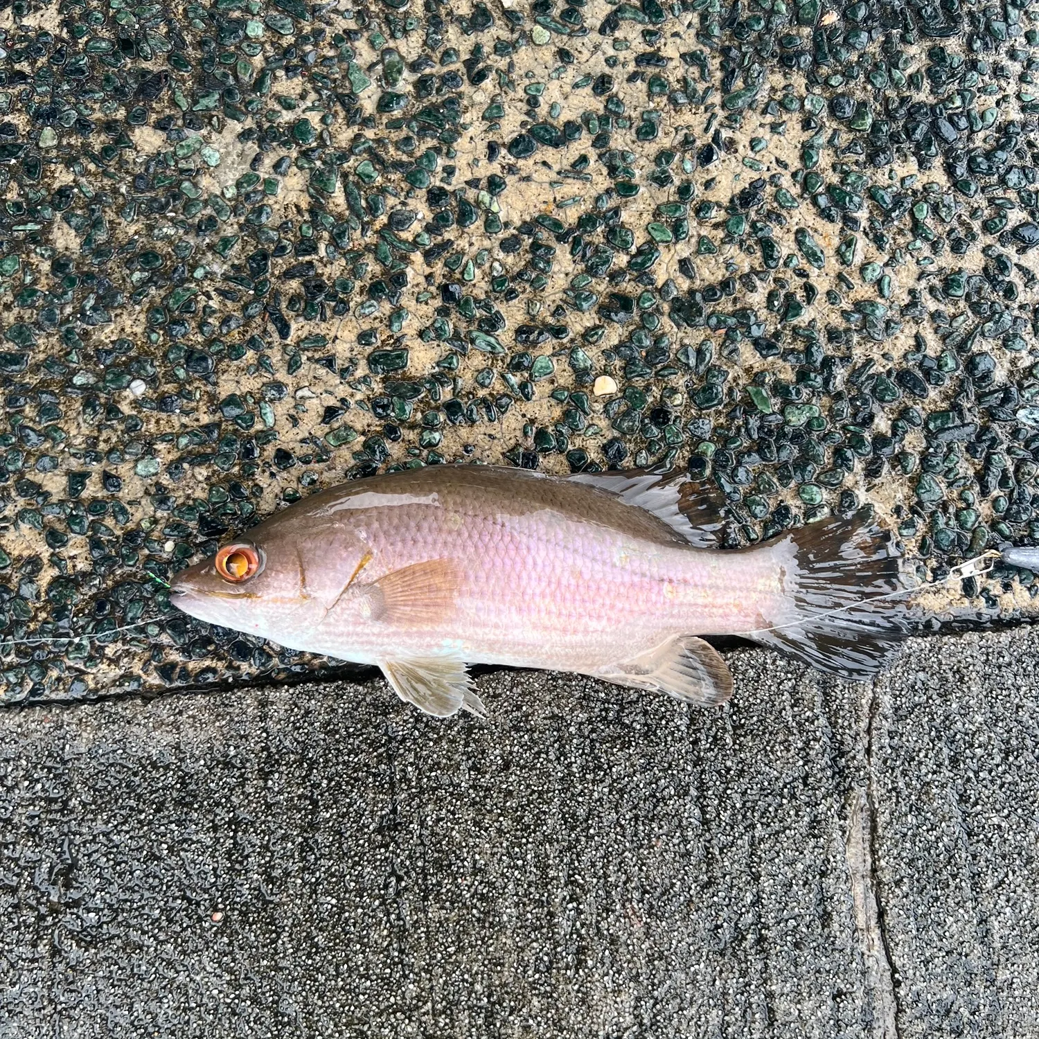 The most recent Waigieu seaperch catches on Fishbrain