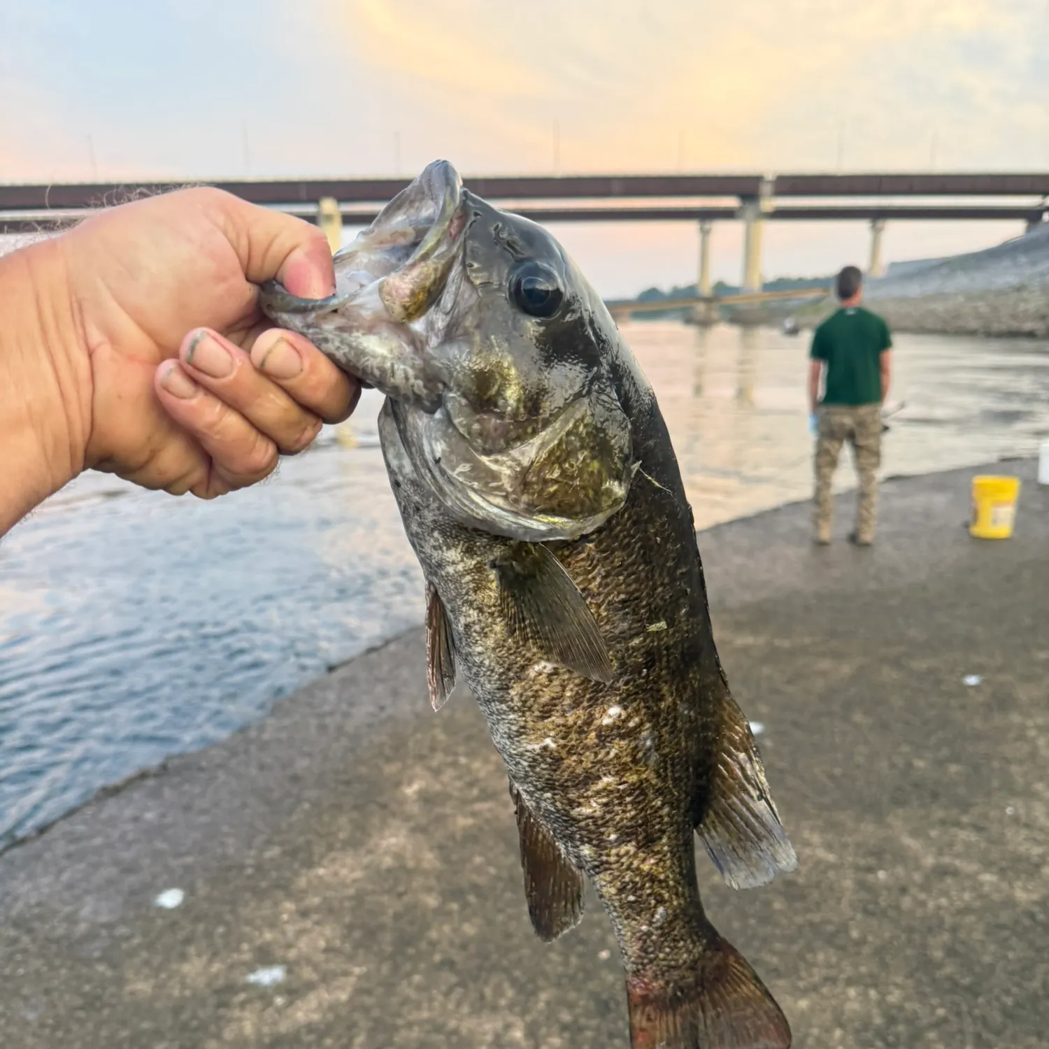 Smallmouth bass caught on Fishbrain