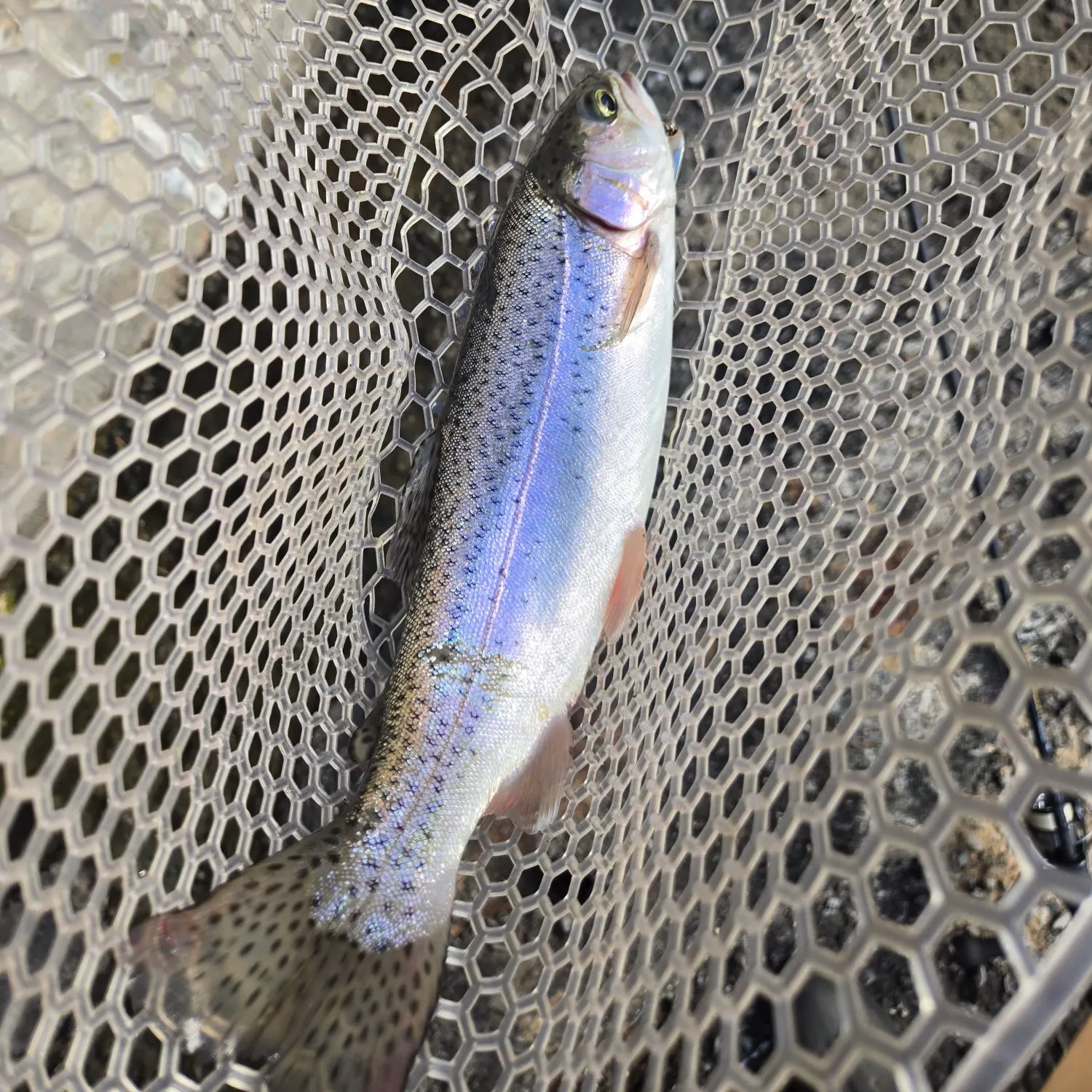 Rainbow trout caught on Fishbrain