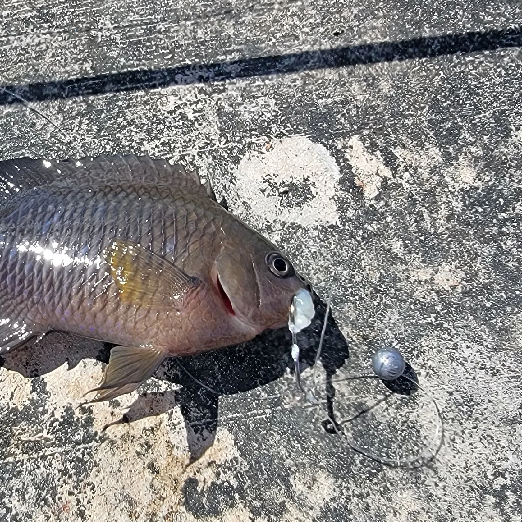 The most recent Big-lip damsel catches on Fishbrain