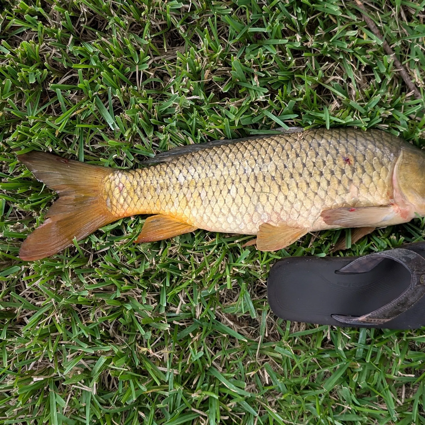 Common carp caught on Fishbrain