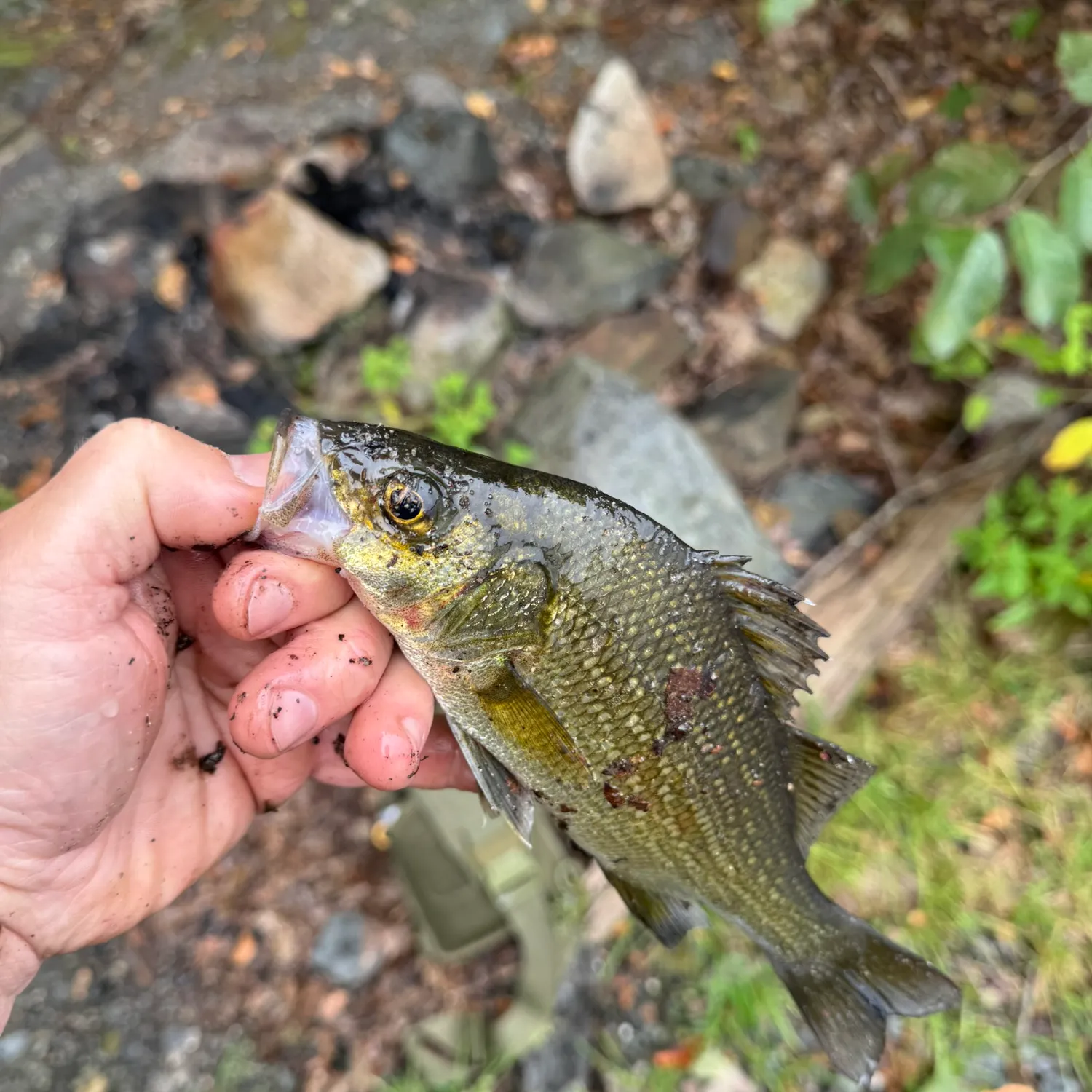 White perch caught on Fishbrain