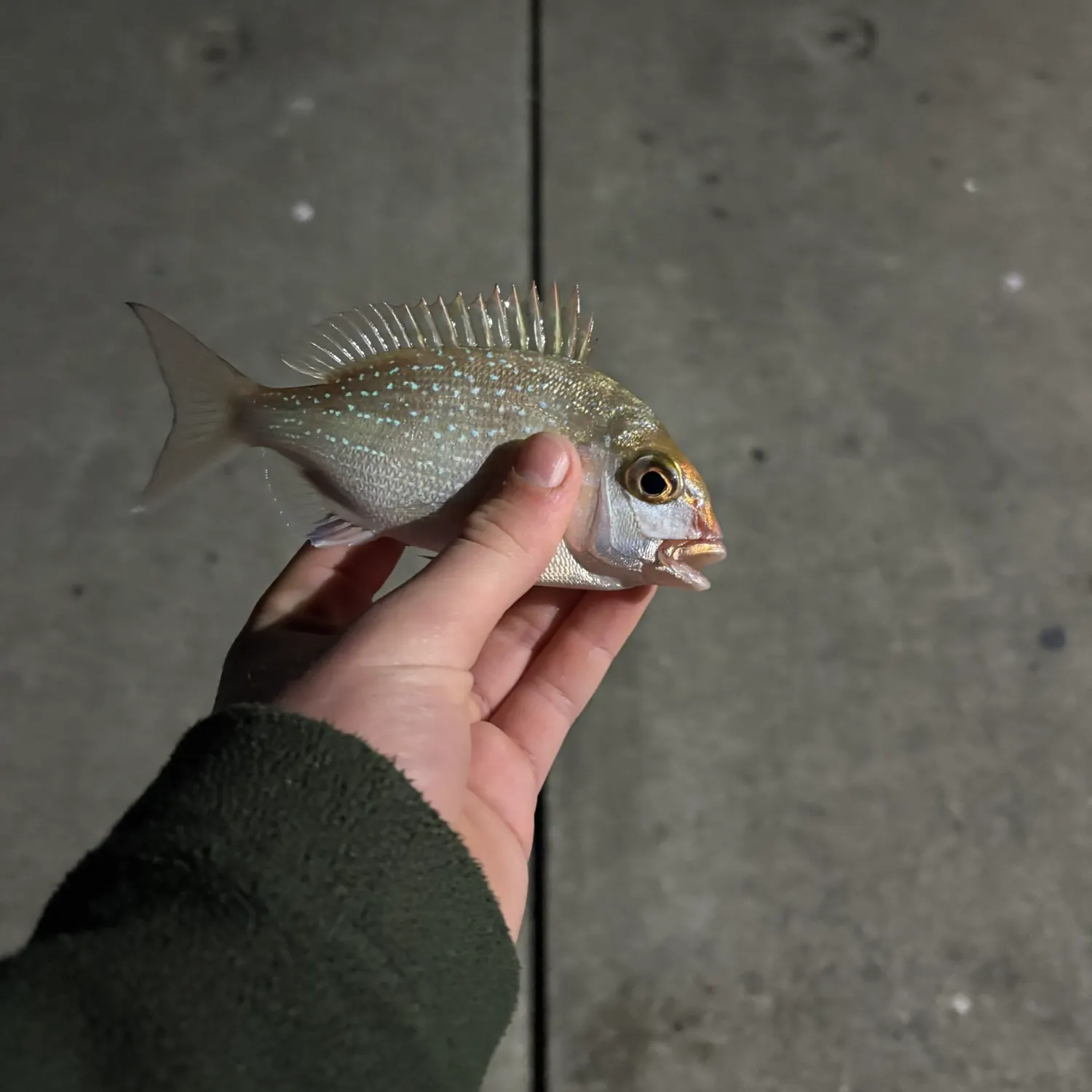 Australasian snapper caught on Fishbrain