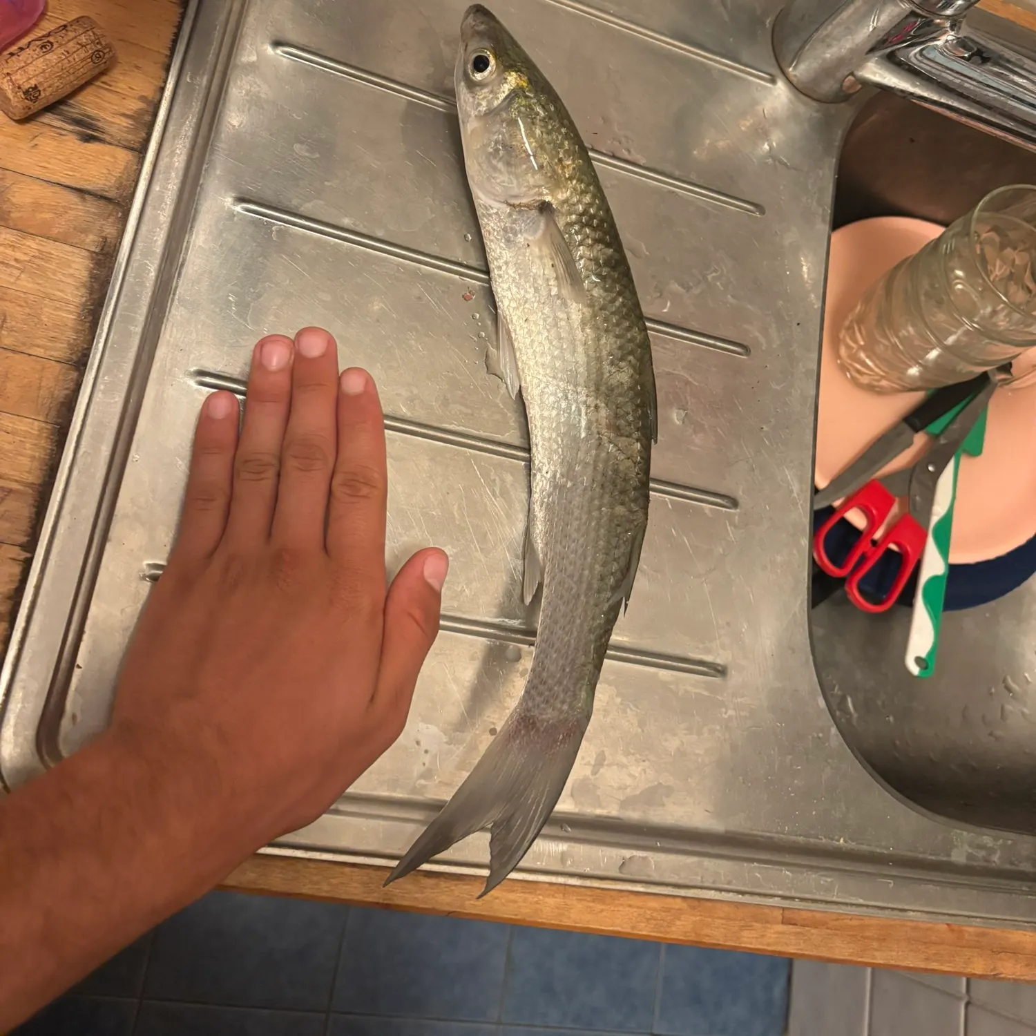 Thicklip grey mullet caught on Fishbrain