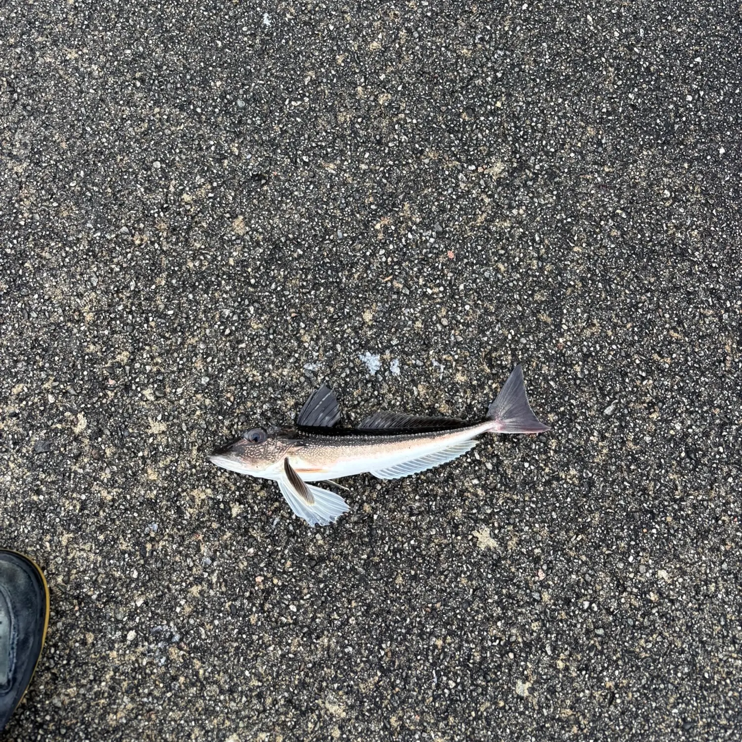 Grey gurnard caught on Fishbrain
