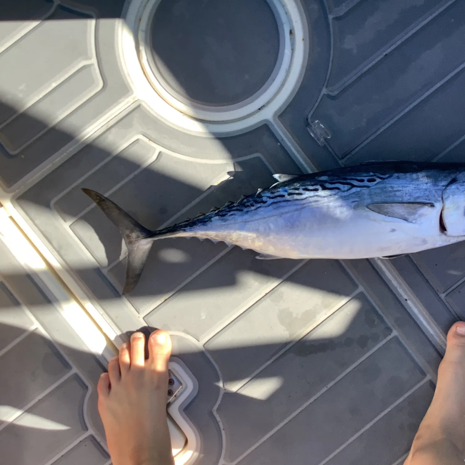 The most recent Little tunny catches on Fishbrain