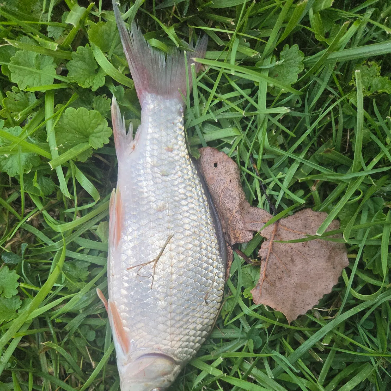 The most recent Quillback catches on Fishbrain