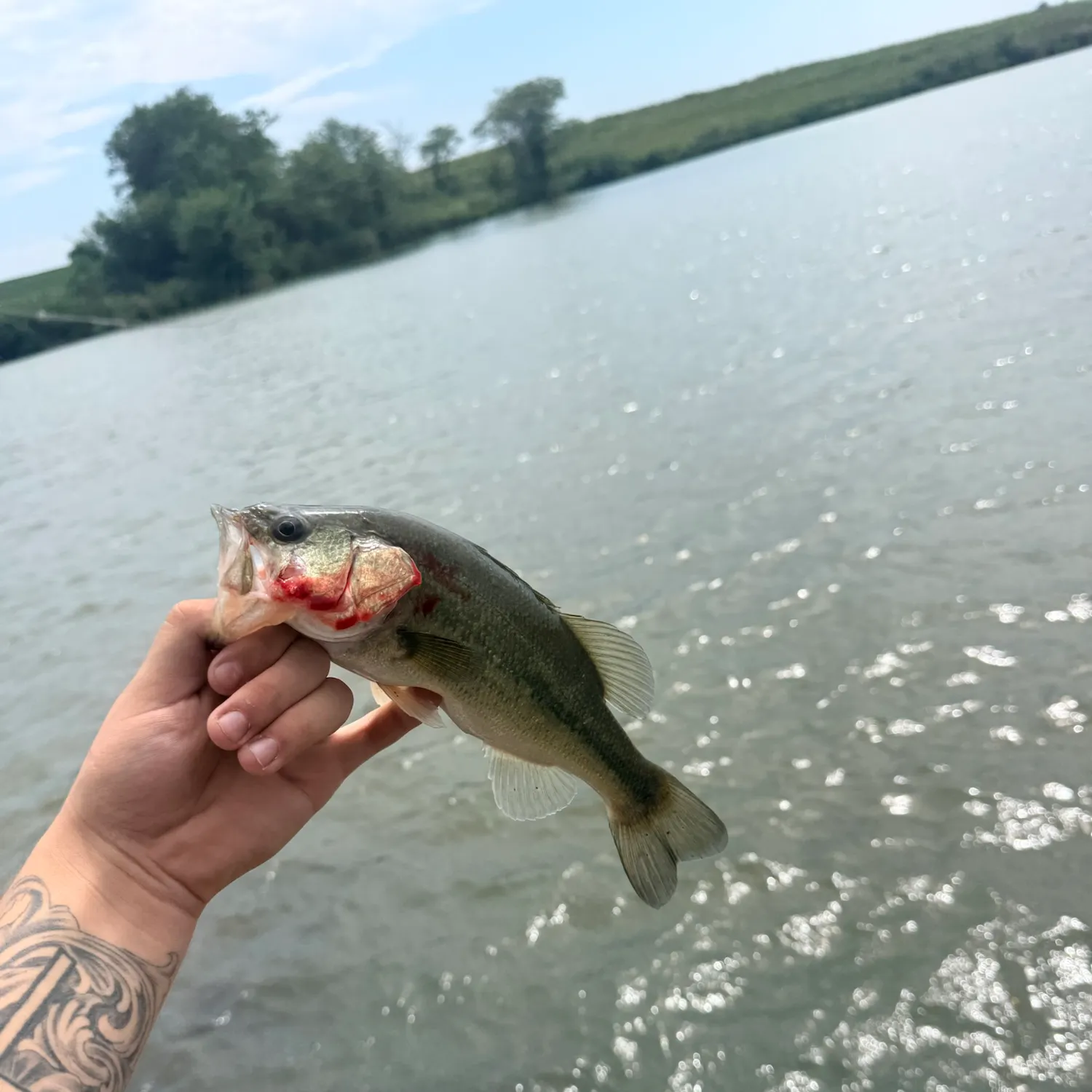 Largemouth bass caught on Fishbrain