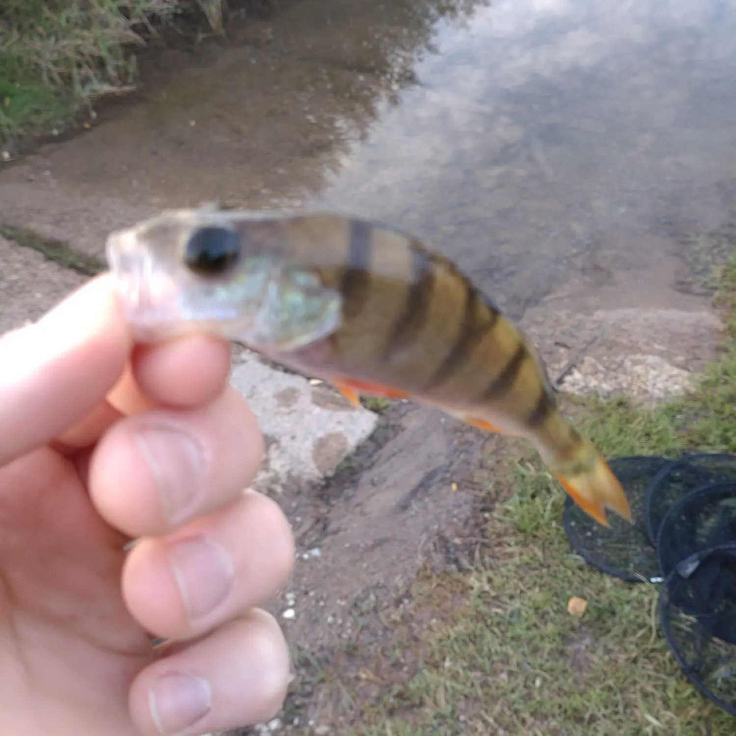European perch caught on Fishbrain