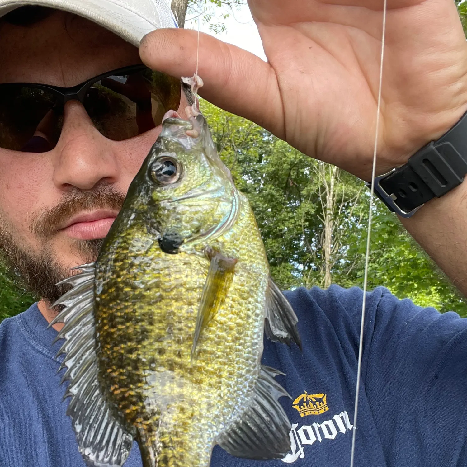 Bluegill caught on Fishbrain