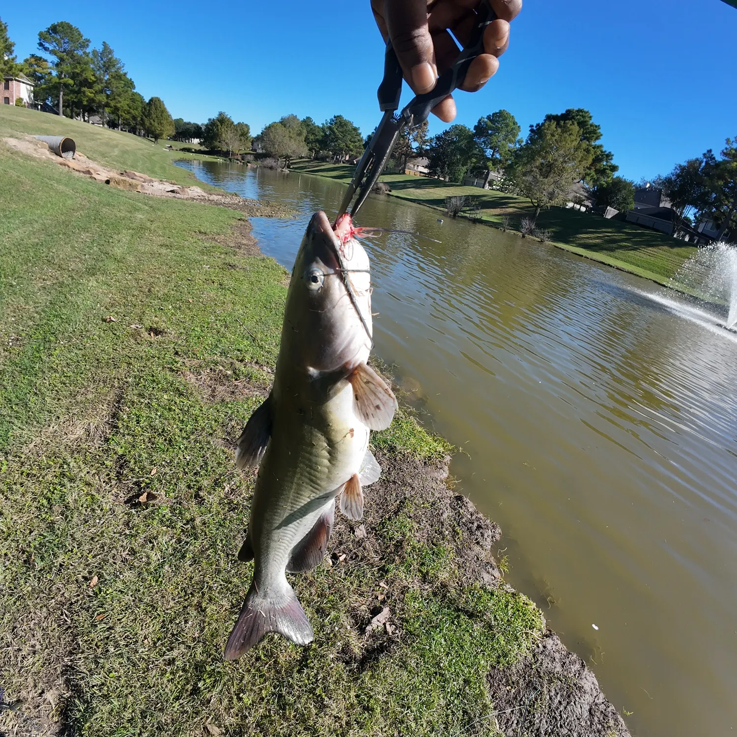 Channel catfish caught on Fishbrain