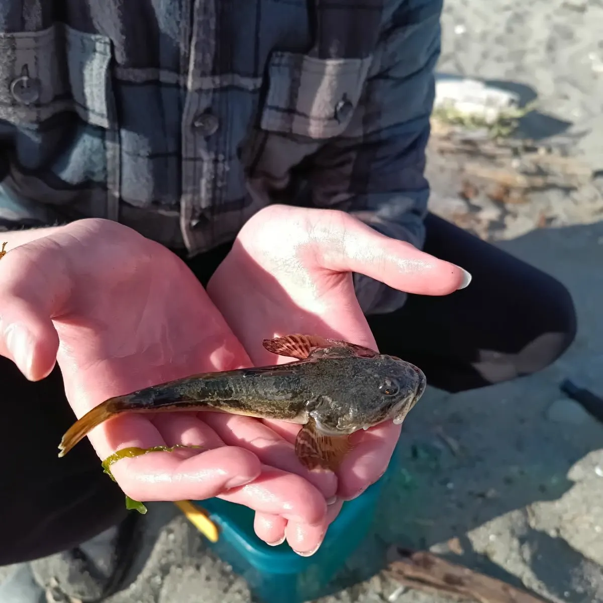 The most recent Tidepool sculpin catches on Fishbrain