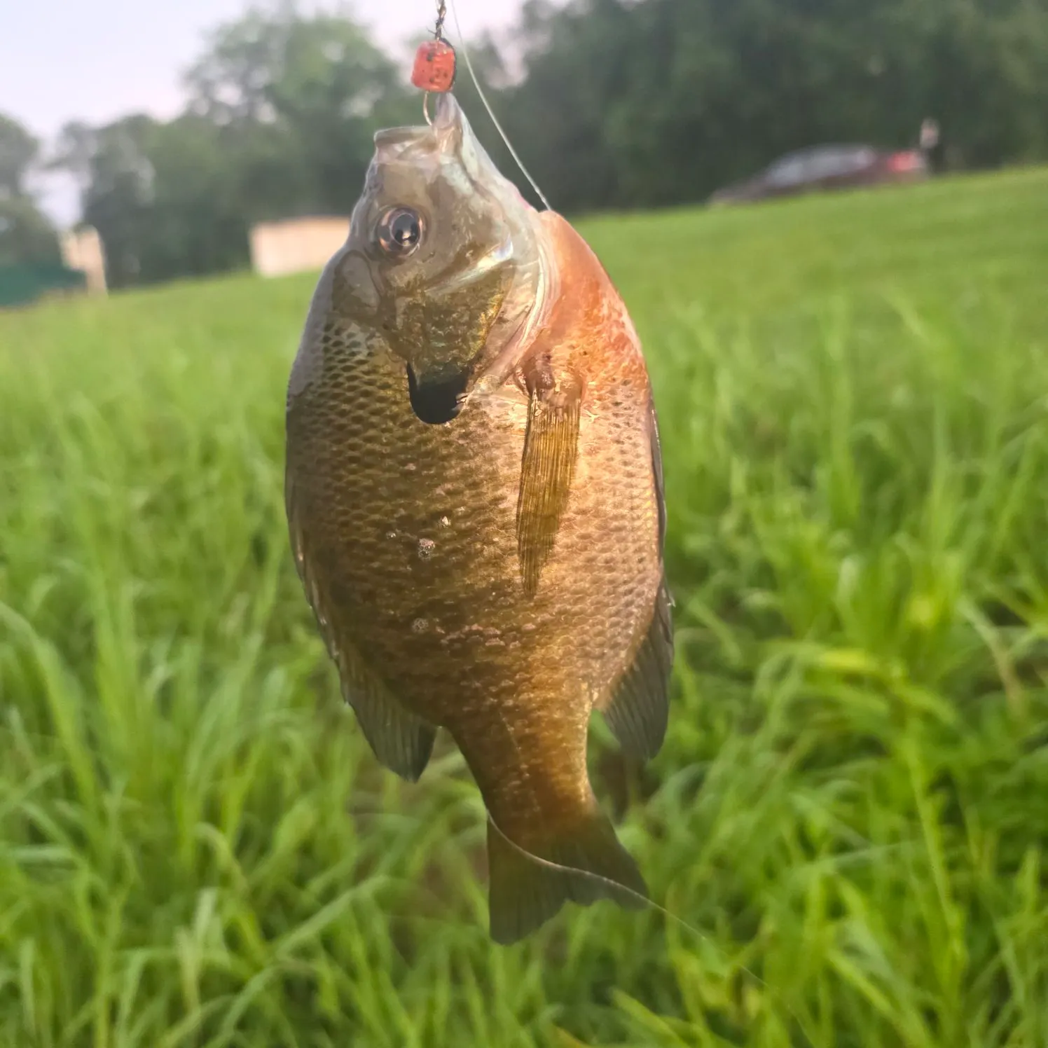 catch